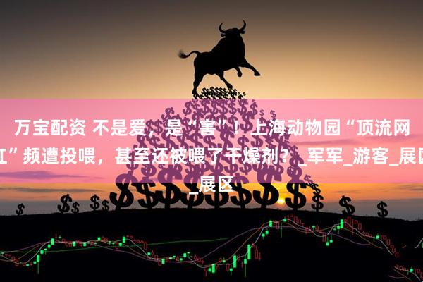 万宝配资 不是爱，是“害”！上海动物园“顶流网红”频遭投喂，甚至还被喂了干燥剂？_军军_游客_展区
